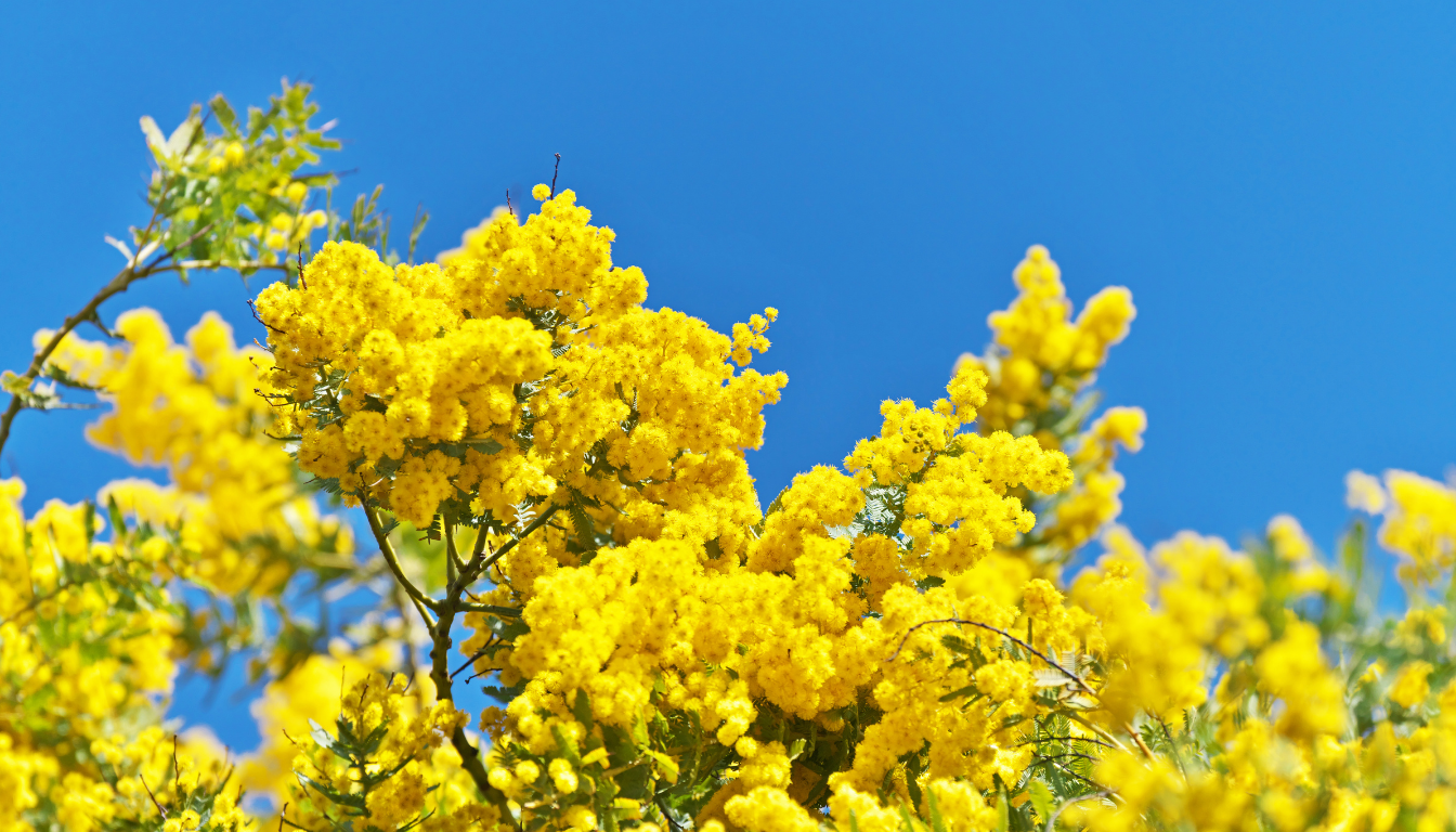 Fleur D'acacia