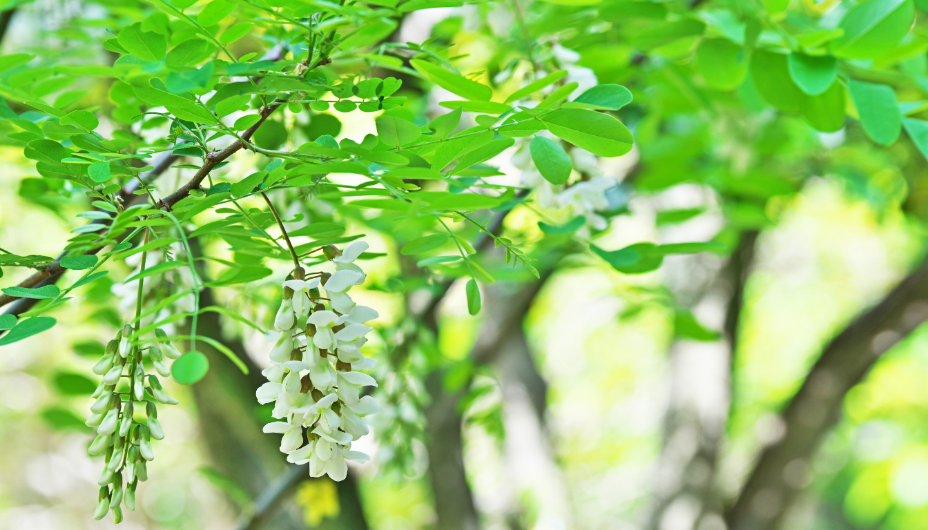 Robinia Pseudoacacia