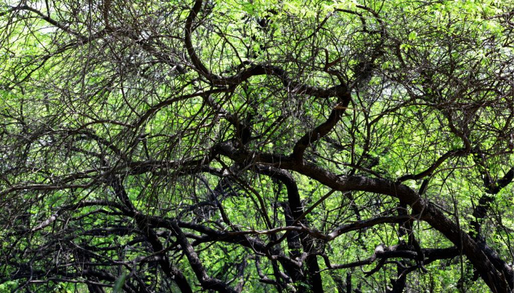 Acacia écosystèmes: a lush, verdant scene showcasing the intricate relationship between acacia trees and their surrounding environment. In the foreground, a mature acacia tree dominates the frame, its delicate yellow flowers and finely textured bark commanding attention. In the middle ground, a diverse array of native plants and grasses thrive, creating a layered, harmonious ecosystem. The background reveals a panoramic vista of rolling hills and distant mountains, bathed in warm, golden sunlight that filters through wispy clouds. The overall mood is one of tranquility and balance, highlighting the critical role of the acacia in sustaining a healthy, vibrant landscape. Acacia et Biodiversité