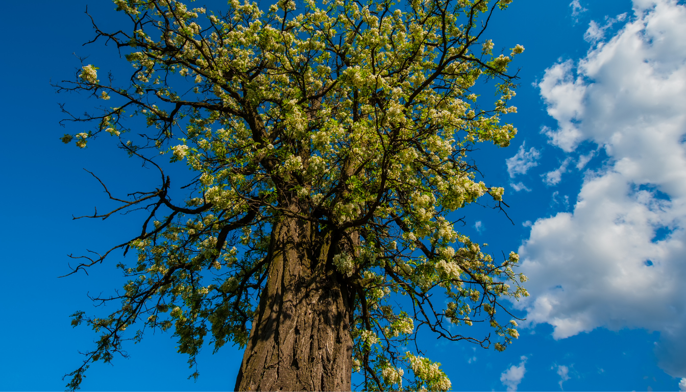 Acacia