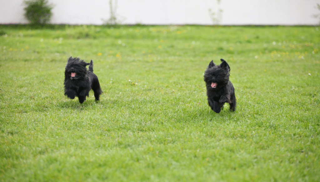 Adopter un Chiot Affenpinscher
