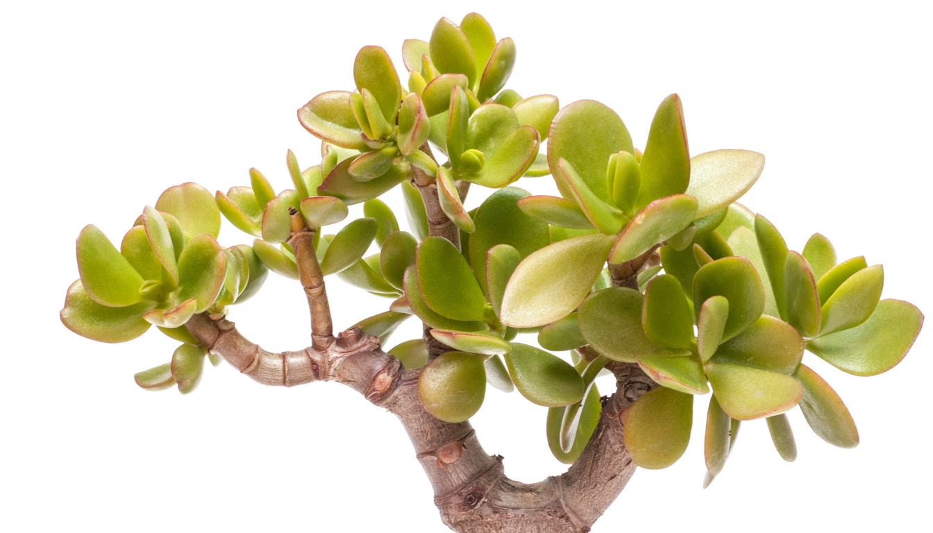 Arbre de Jade