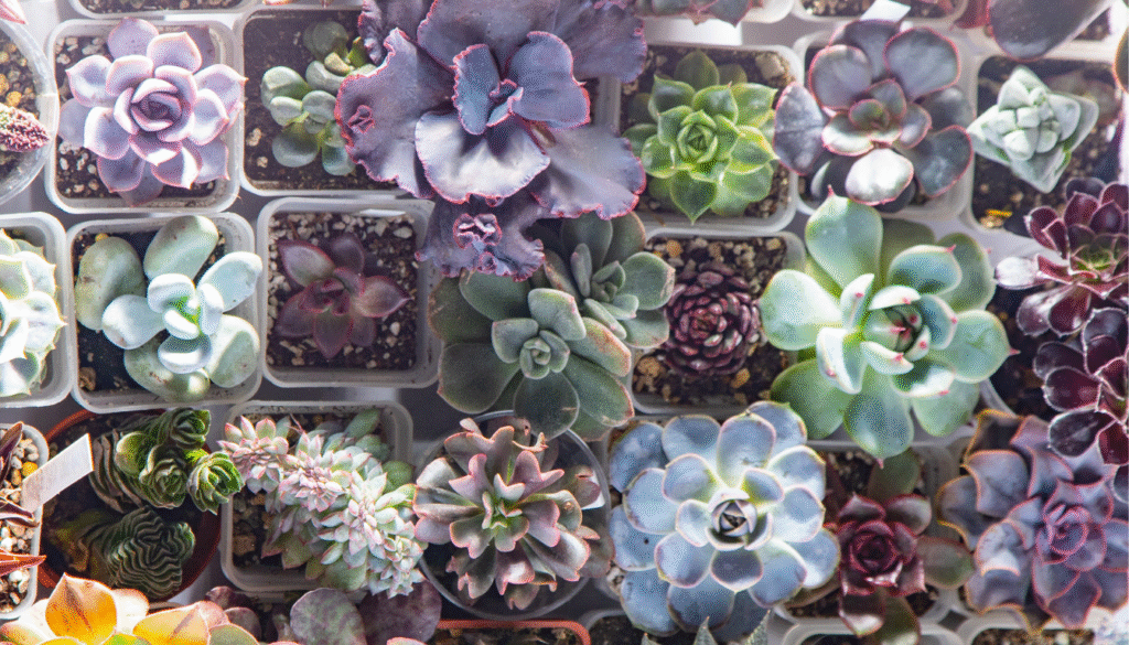 crassula ovata variétés