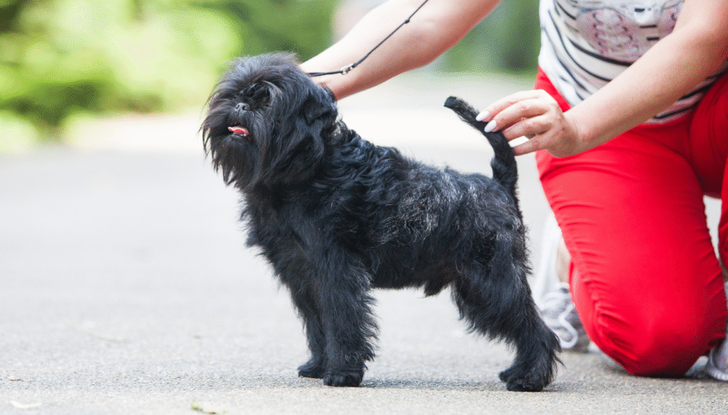 Caractéristiques physiques de l’Affenpinscher