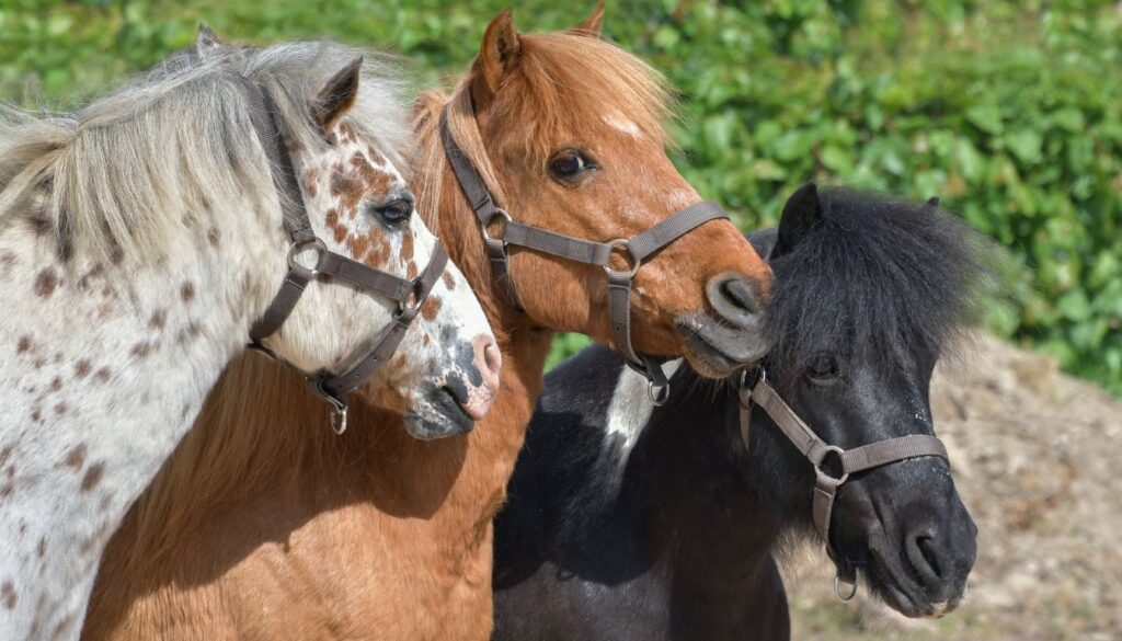 Les différents types de Poney
