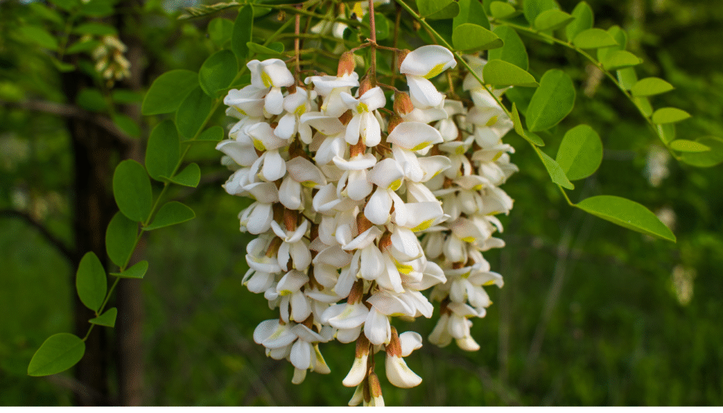 fleurs robinia pseudoacacia fleurs du robinia pseudoacacia