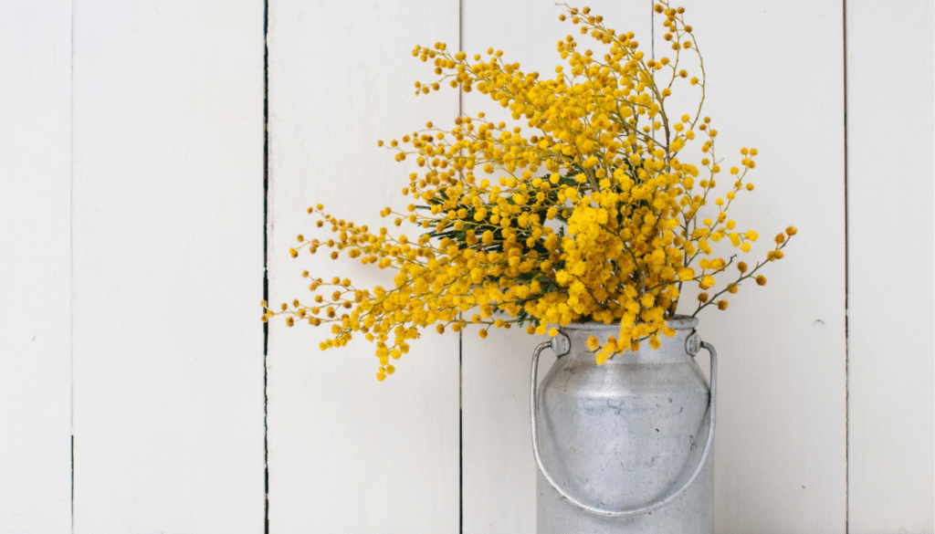 Bouquet de fleurs de mimosa