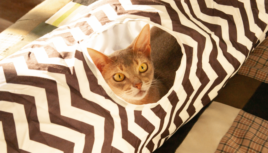 jeux pour chat abyssin jeux pour chat abyssin