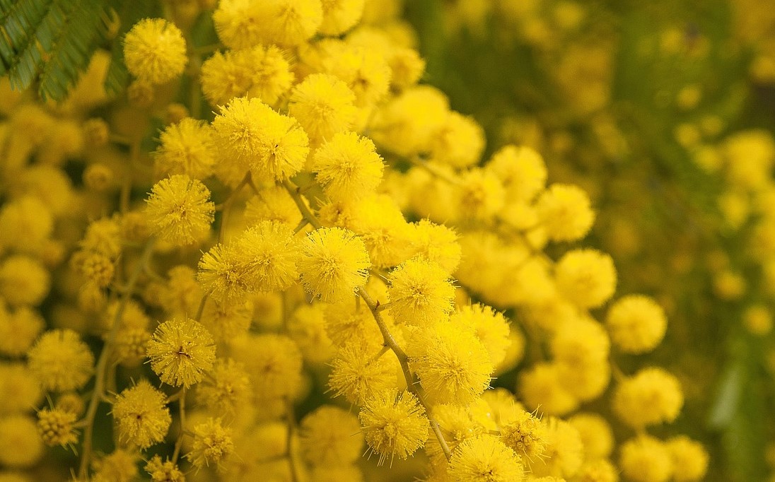 habitat naturel acacia dealbata fleurs dAcacia Dealbata