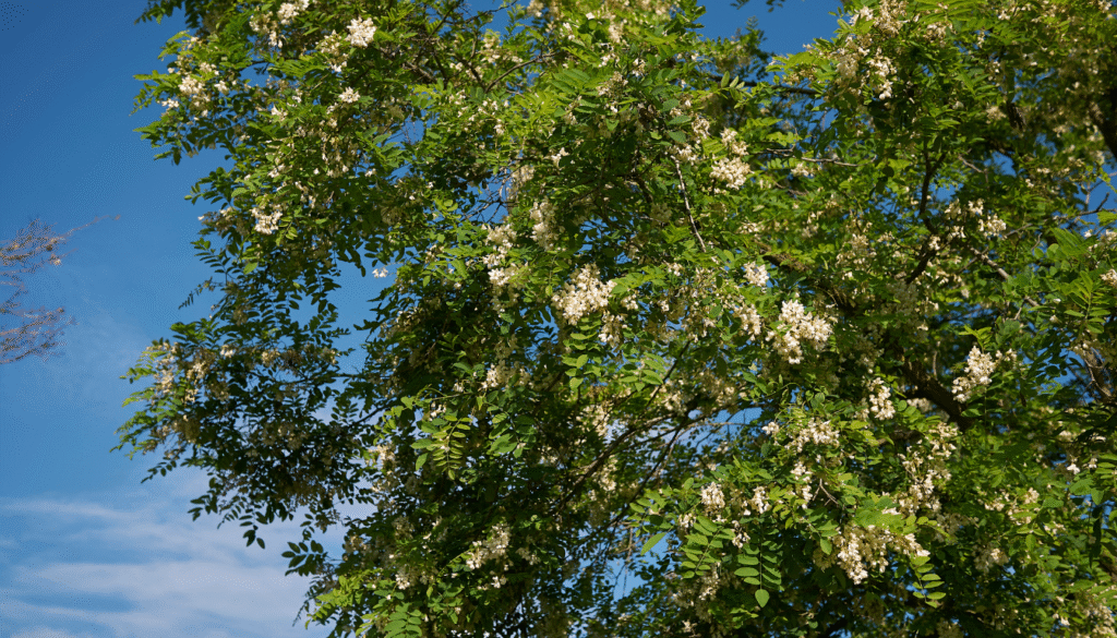 origine Robinia pseudoacacia Origine du Robinia Pseudoacacia