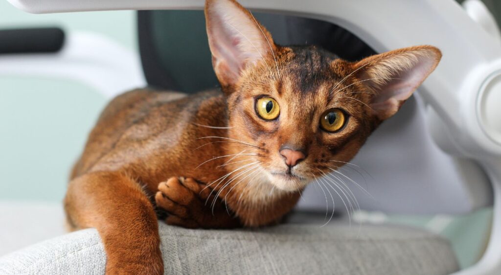 Pelage du chat Abyssin