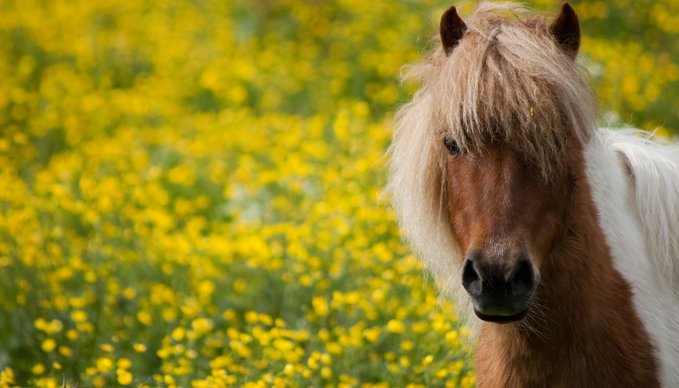 Poney