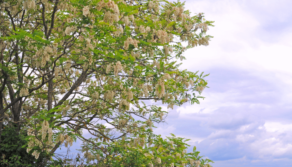 A meticulously detailed, photorealistic image of a mature Robinier faux-acacia (Robinia pseudoacacia) tree, also known as the black locust, set against a warm, golden-hour landscape. The tree stands tall and majestic, its compound leaves rustling gently in a soft breeze. Sunlight filters through the canopy, casting intricate patterns of light and shadow on the rough, fissured bark. In the foreground, the tree's characteristic white, pea-like flowers hang in lush clusters, their delicate petals capturing the radiant glow of the setting sun. The overall scene conveys the natural beauty and elegance of this versatile, fast-growing tree species that is commonly found in many European landscapes. Robinier Faux-acacia