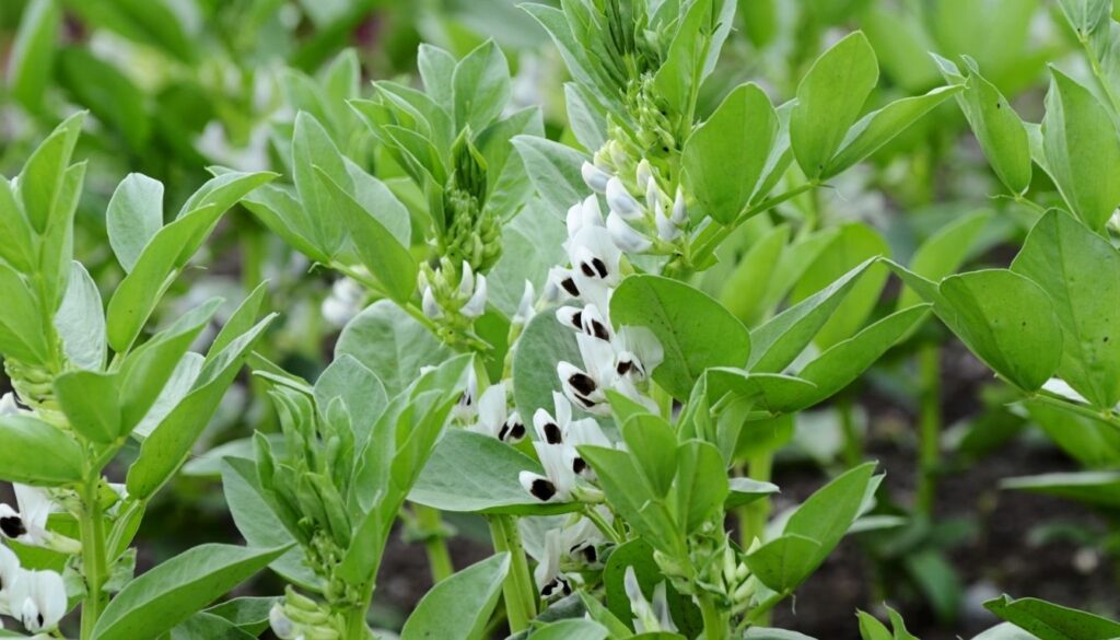 Entretien des plants de fèves
