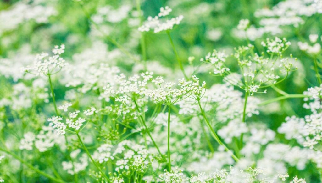 Plante Carvi​