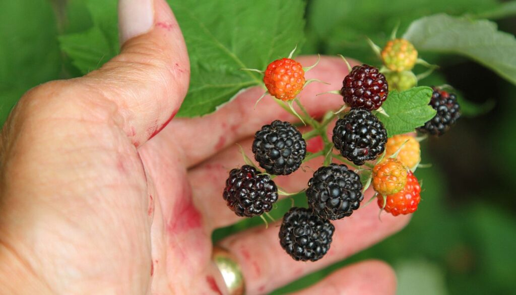 Bienfaits de la framboise bleue