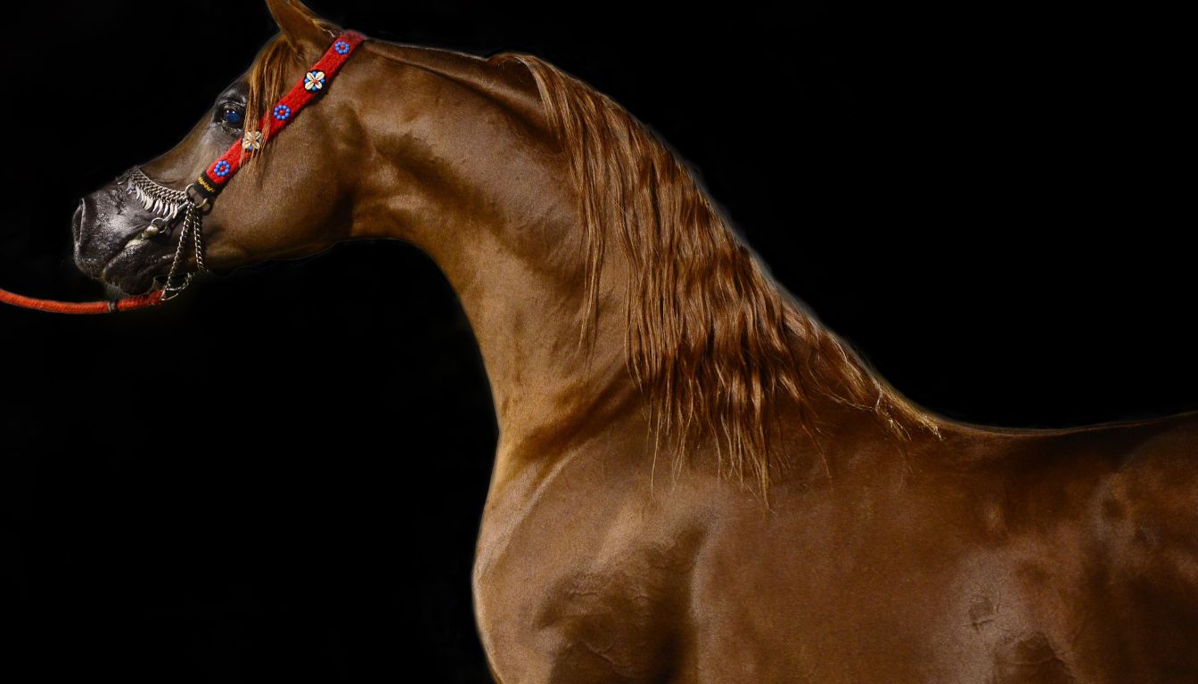 Cheval Arabe