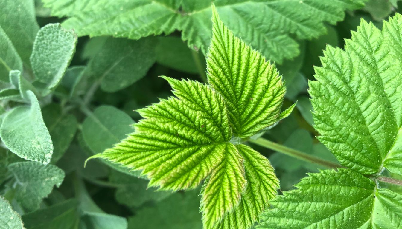 7 bienfaits de la feuille de framboisier