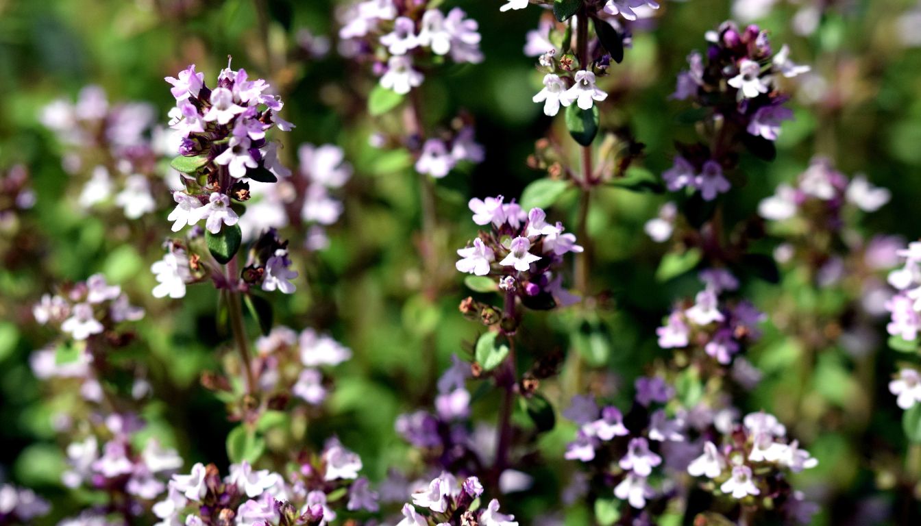 Fleur de Thym