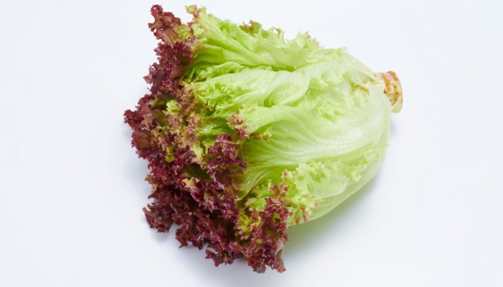 Salade batavia rouge