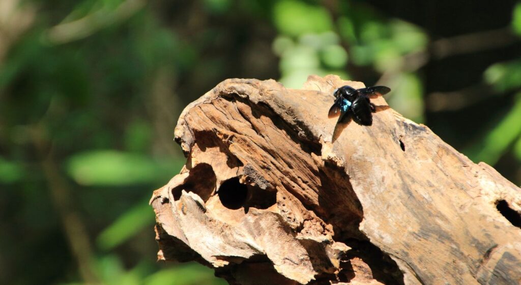Nid d'abeille charpentière