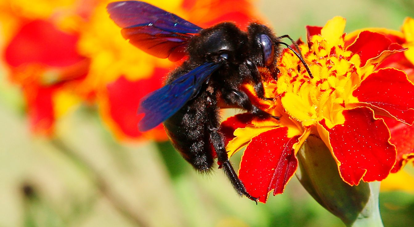 Tout savoir sur l'abeille charpentière