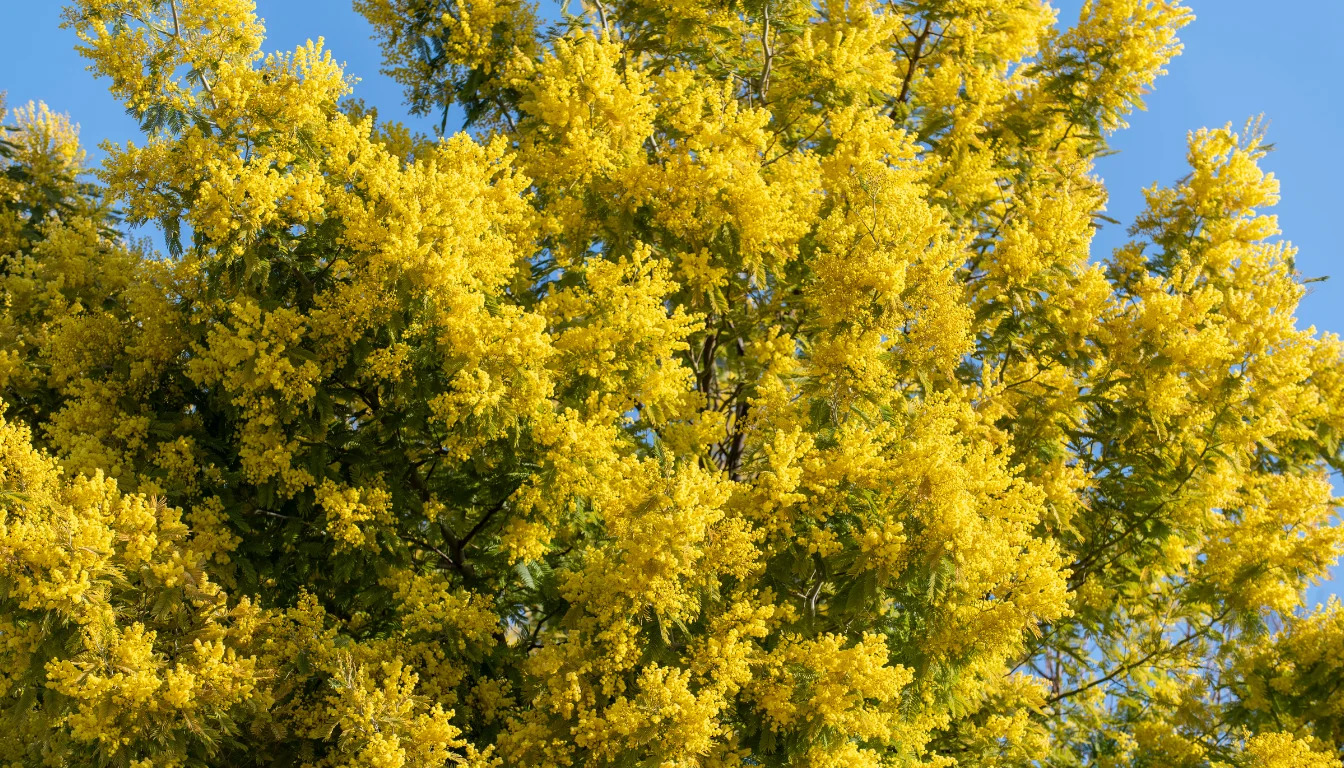 acacia dealbata ou mimosa