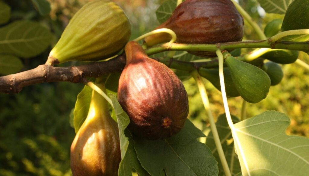 amélioration fructification figuier Quand tailler un figuier