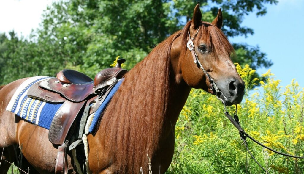 American quarter horse horse