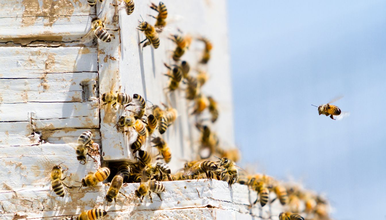Apiculture : tout ce qu'il faut savoir