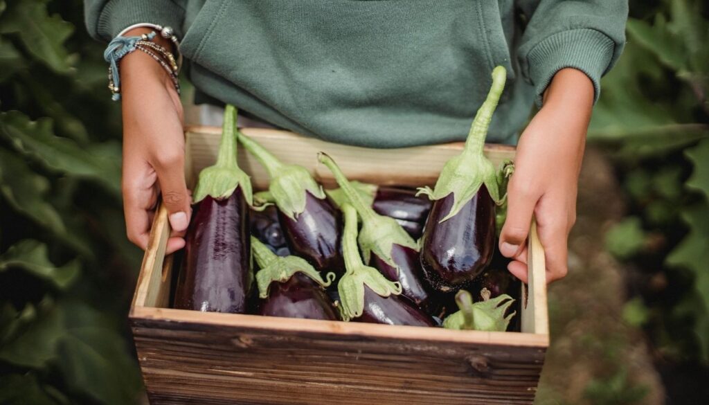 Aubergine Récoltes