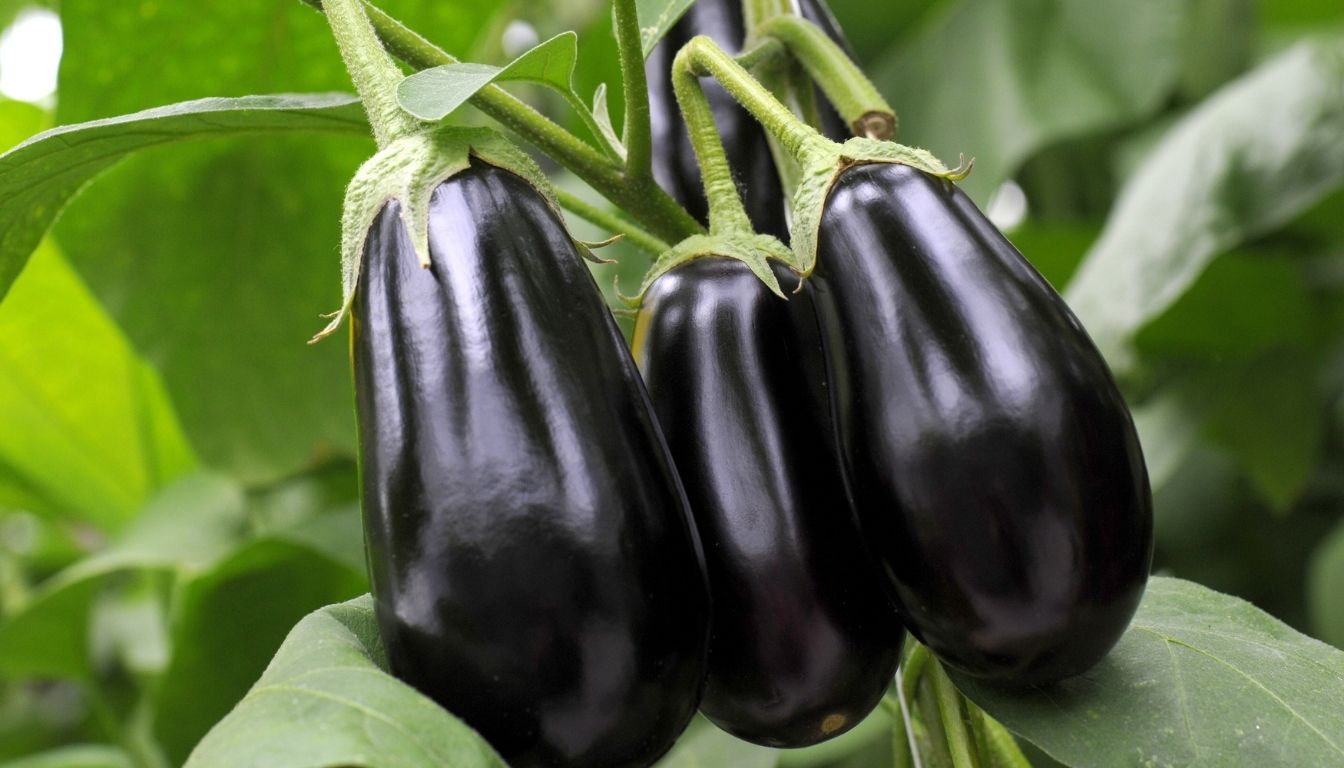 Cultiver l'aubergine