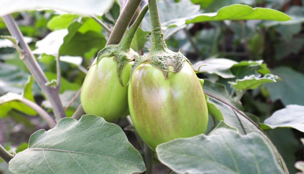 Aubergines traitements biologiques