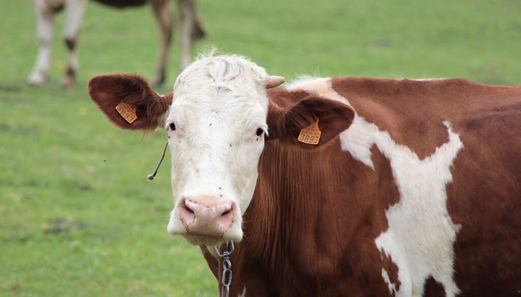 La vache Montbéliarde à l'honneur