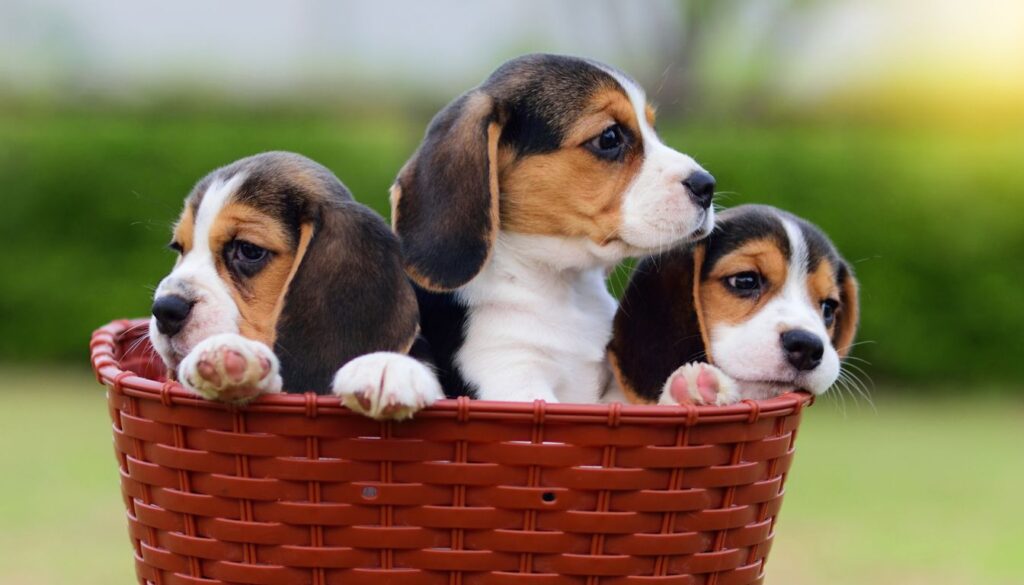 Beagle Chiot