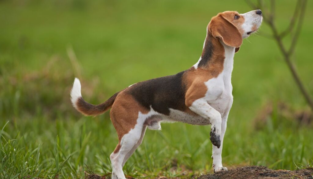 Beagle Harrier