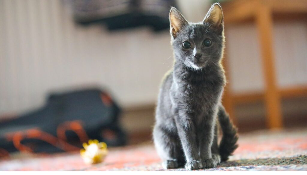 chat bleu russe prix