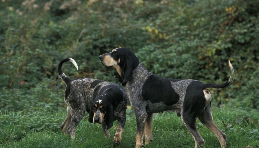 Bleue de Gascogne Chien