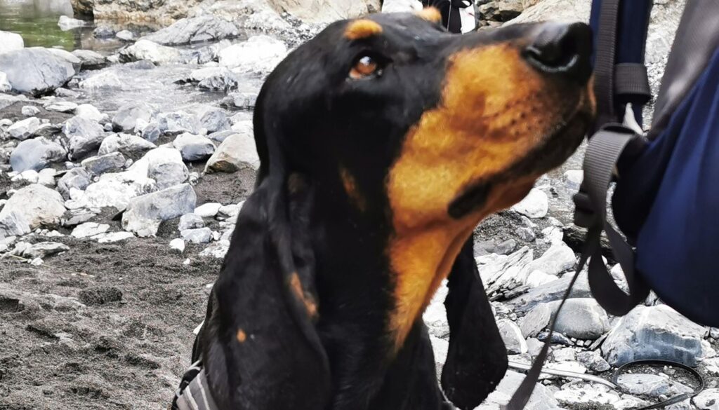 Chien Bruno du Jura