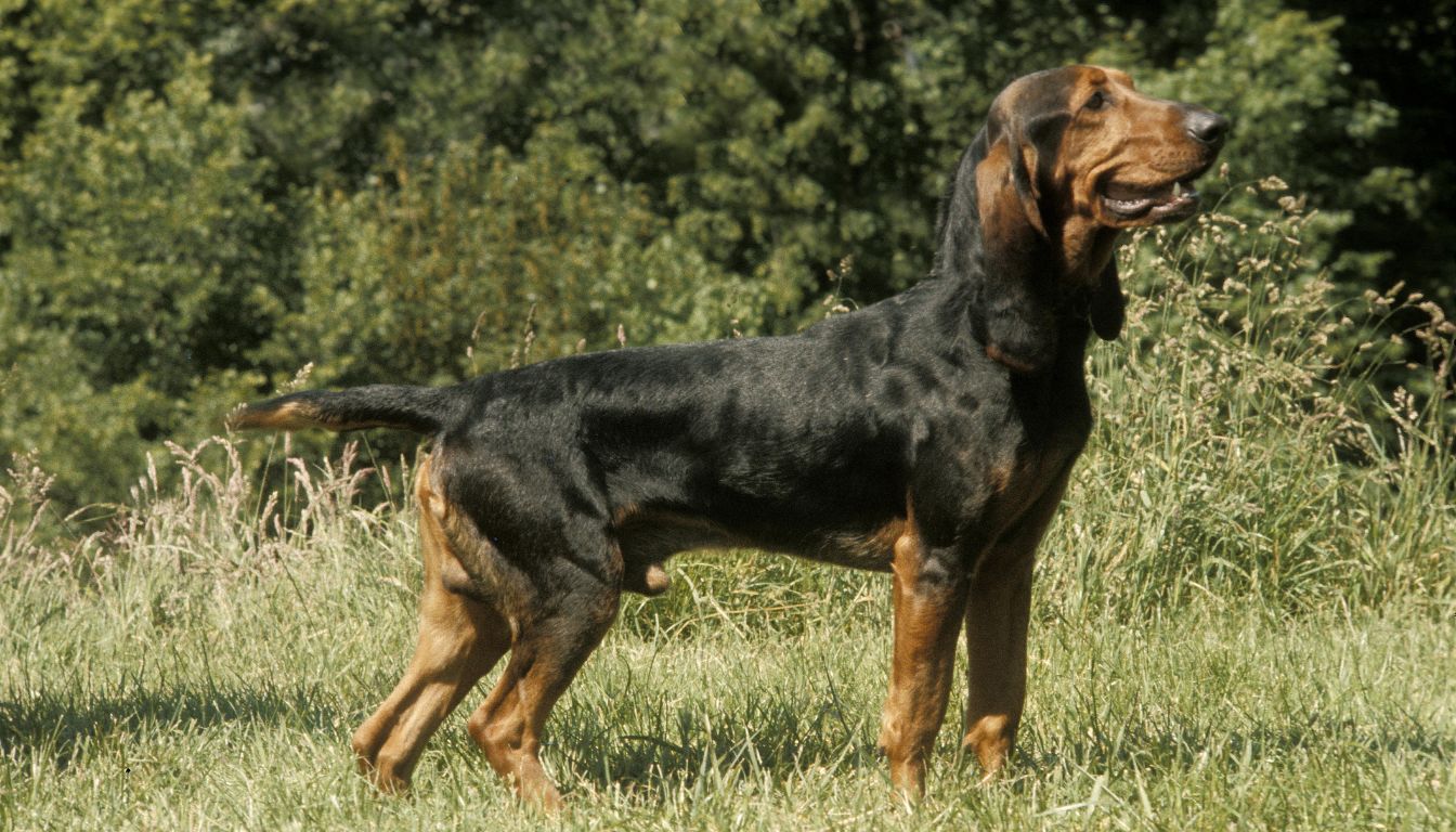 Bruno du Jura Chien