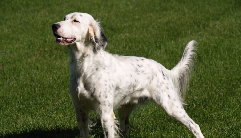 Setter Anglais​ blue belton