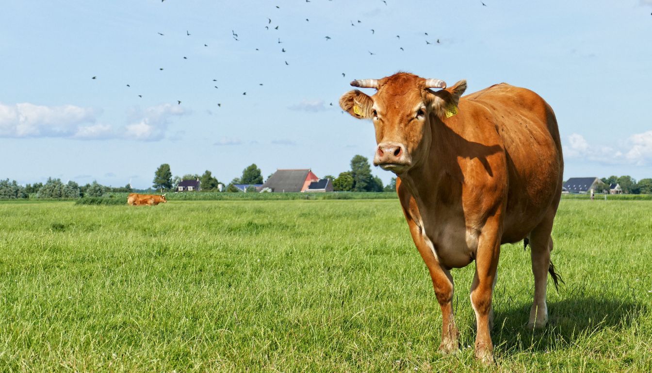 Vache Tarine