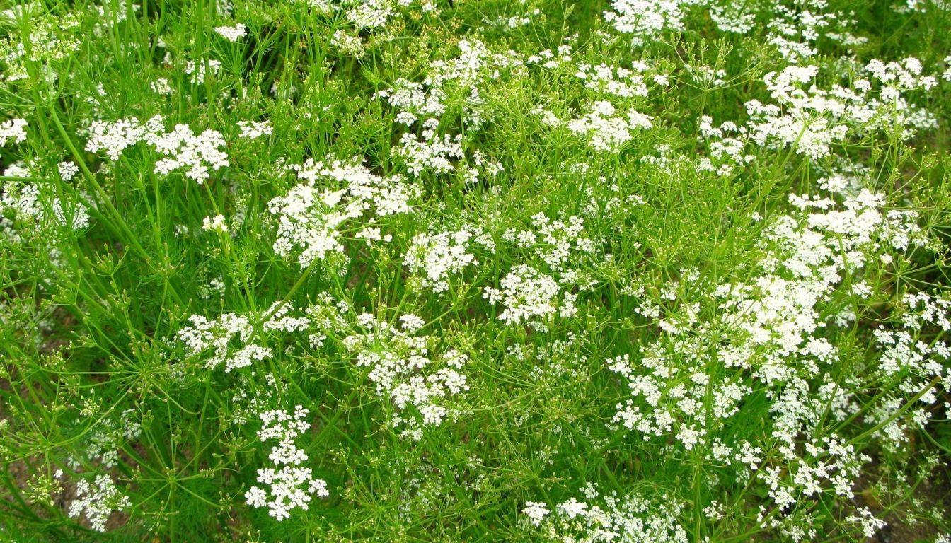 Carvi Plante