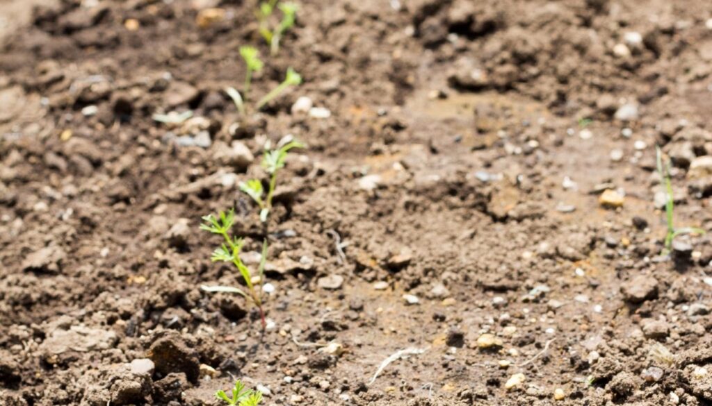 Jeunes plants de carvi