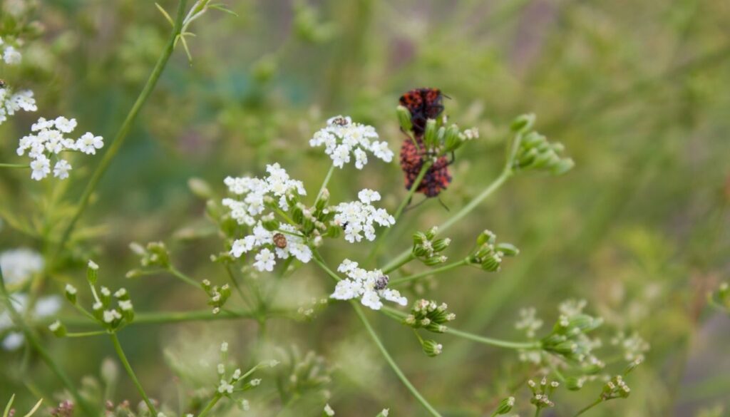 Carvi Pollinisation
