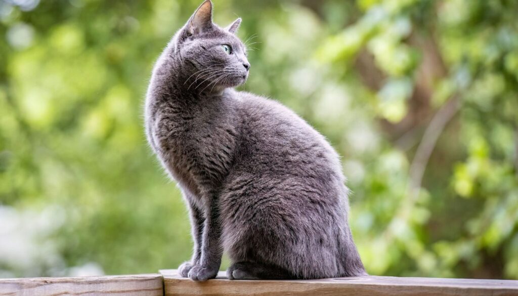 Chat Bleu Russe
