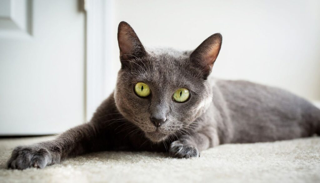 Chat Bleu Russe Prix