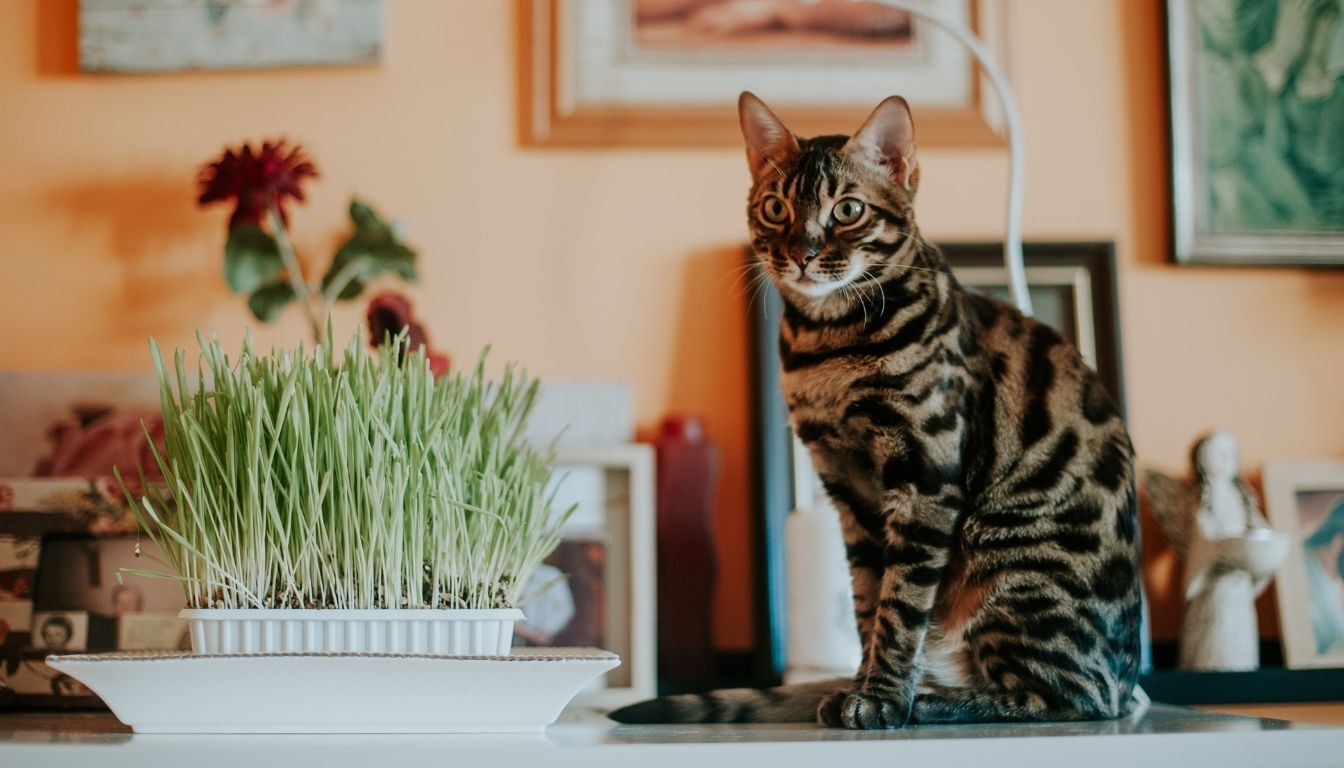 Chat du Bengal
