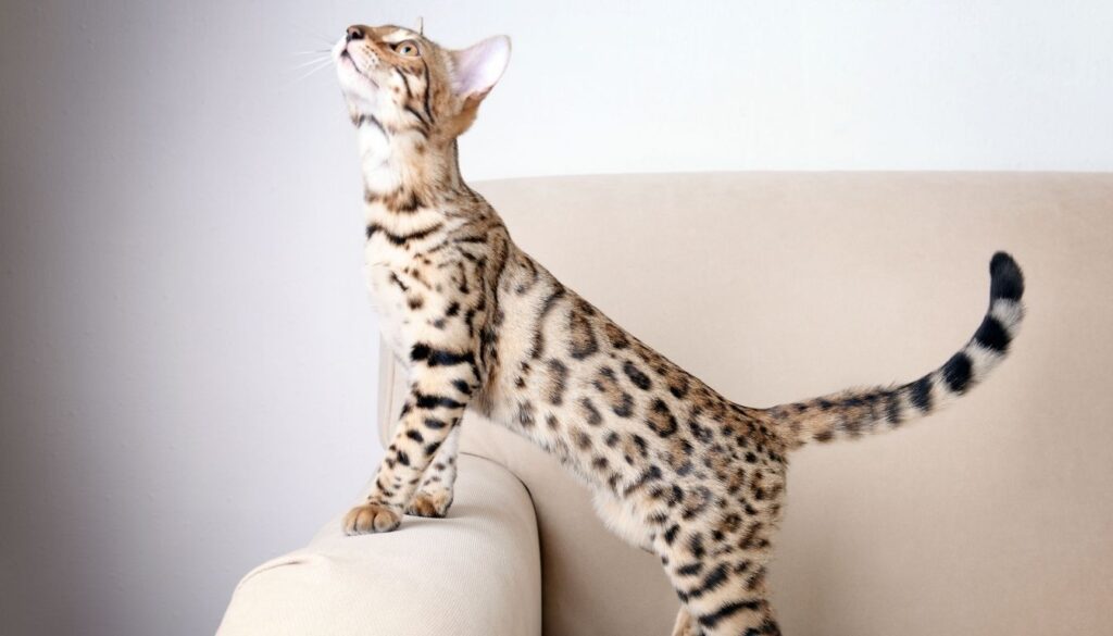Chat du Bengal Blanc​