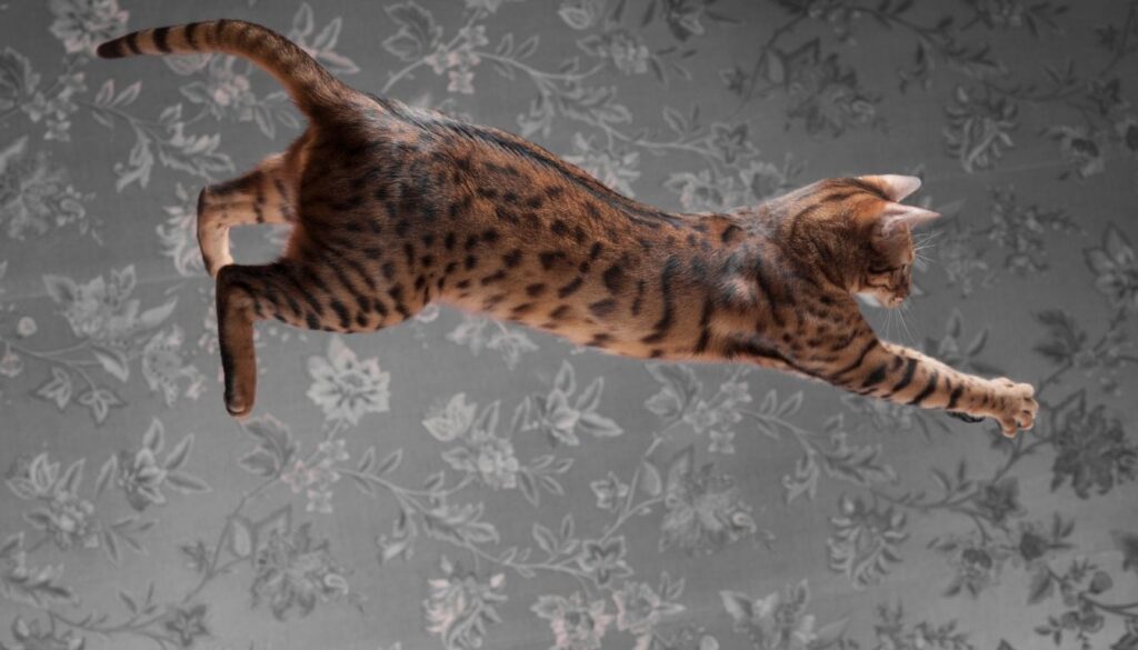 Chat du bengale